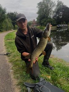 Northern Pike