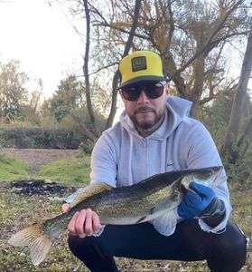 Zander