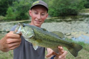 Largemouth Bass