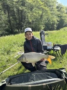 Common Carp
