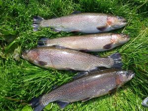 Rainbow Trout