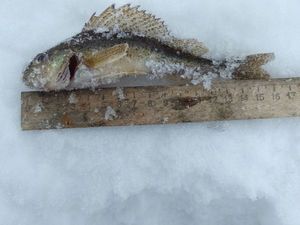Ruffe