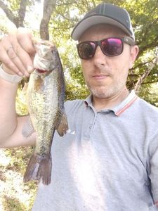 Largemouth Bass