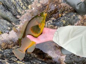 Ballan Wrasse