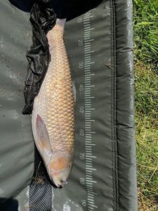Grass Carp