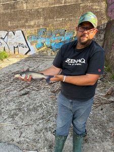 Channel Catfish