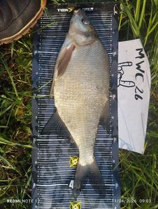 Common Bream