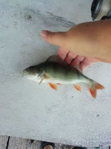 European Perch
