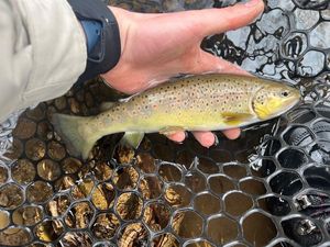 Brown Trout