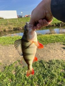 European Perch
