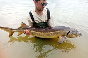 Sturgeon