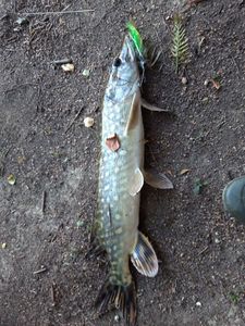 Northern Pike
