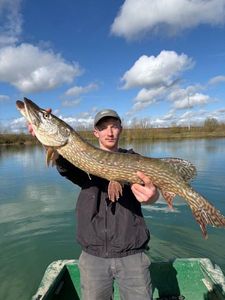 Northern Pike