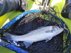 European Bass (Seabass)