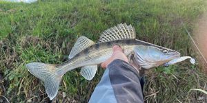 Zander