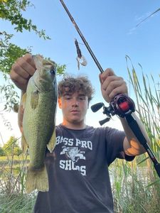 Largemouth Bass