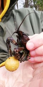 Spinycheek Crayfish