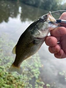 Largemouth Bass