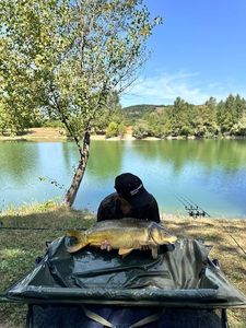 Mirror Carp