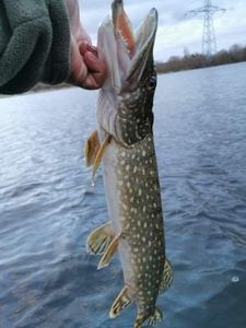 Northern Pike