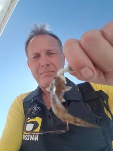 Giant Goby