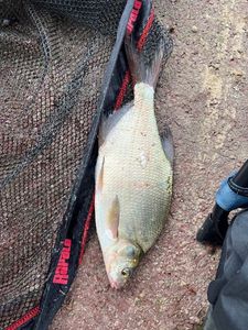 Common Bream