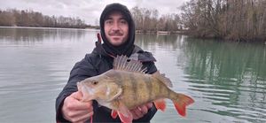 European Perch