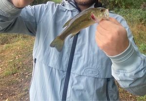 Smallmouth Bass