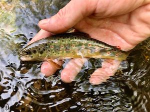 Brown Trout