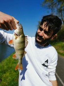 European Perch