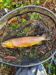Brown Trout