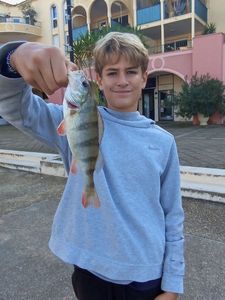 European Perch