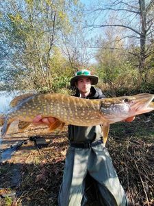 Northern Pike
