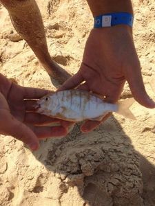 Sand Steenbras