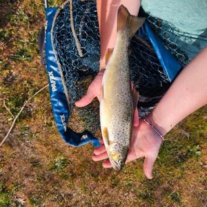 Brown Trout
