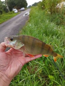 European Perch