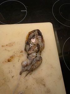 Common Cuttlefish