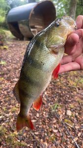 European Perch