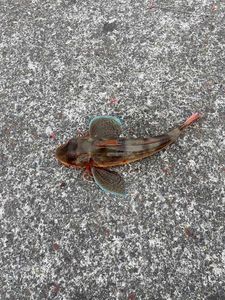 Grey Gurnard