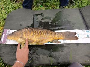 Mirror Carp