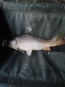 Common Carp