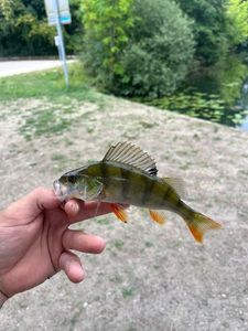 European Perch
