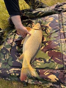 Common Carp