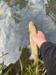 Brown Trout