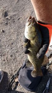 Smallmouth Bass