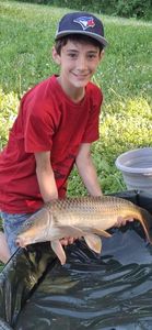 Common Carp