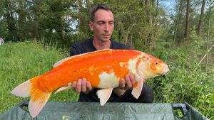 Koï Fish