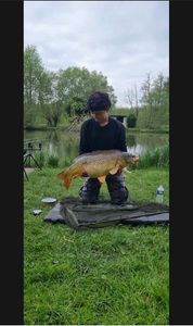 Common Carp