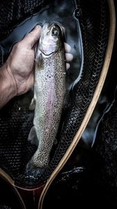 Rainbow Trout