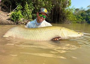 Arapaima